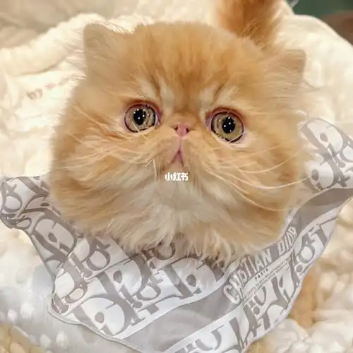 电影版加菲猫原型09