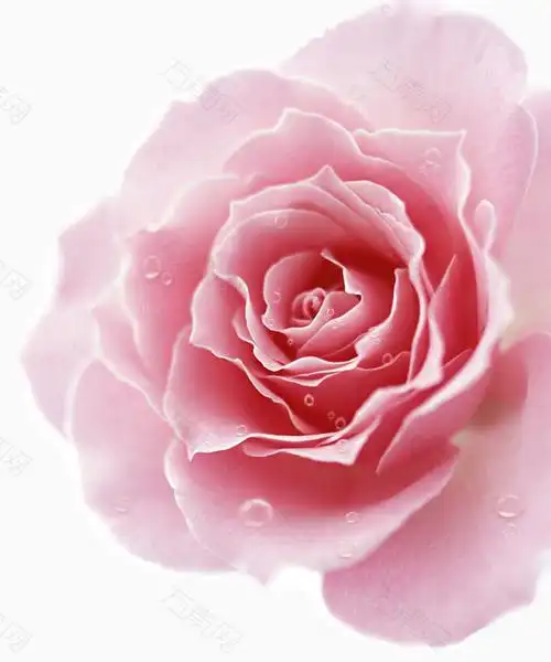 玫瑰花素材免抠元素图片-元素素材3644483-万素网