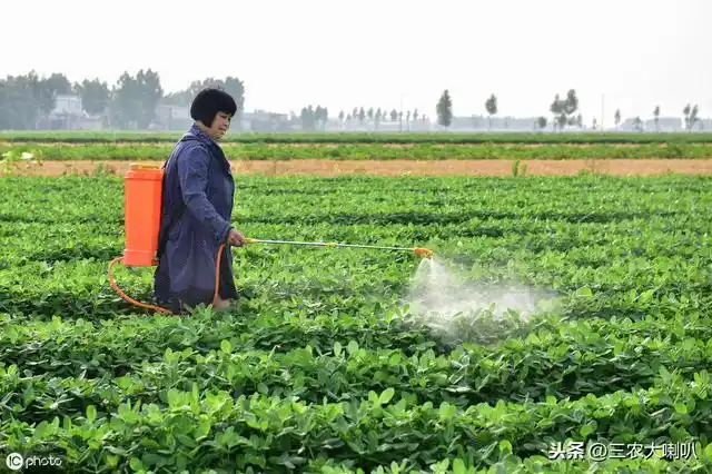 花生三遍药没用好坏大事了增产变减产打药有风险