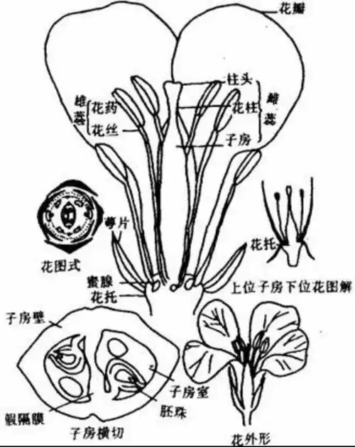其它 寒假生物实验 写美篇实验步骤: 实验步骤: 2.