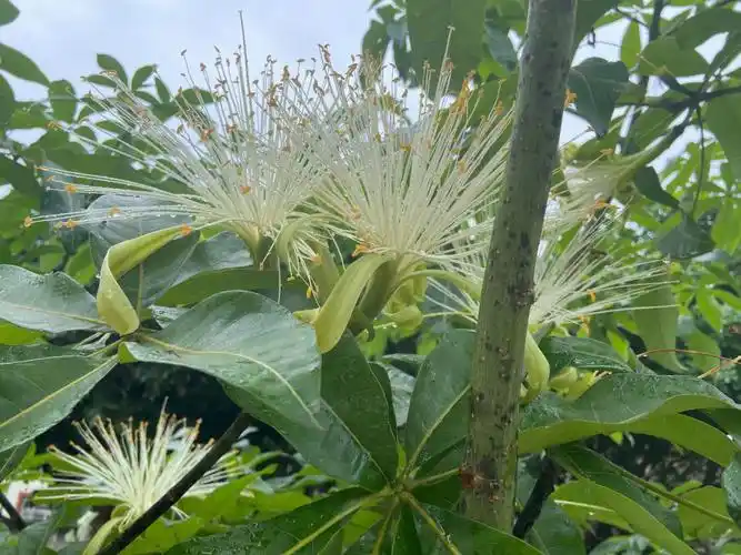 发财树开花好运连连