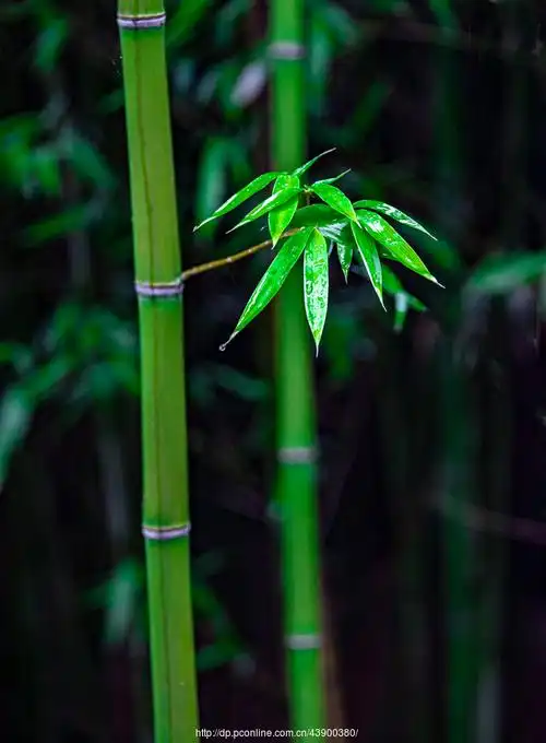 雨后翠竹