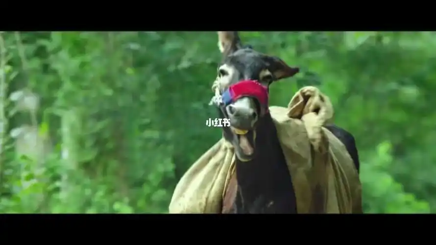 生产队的驴和韩东君的沸腾人生