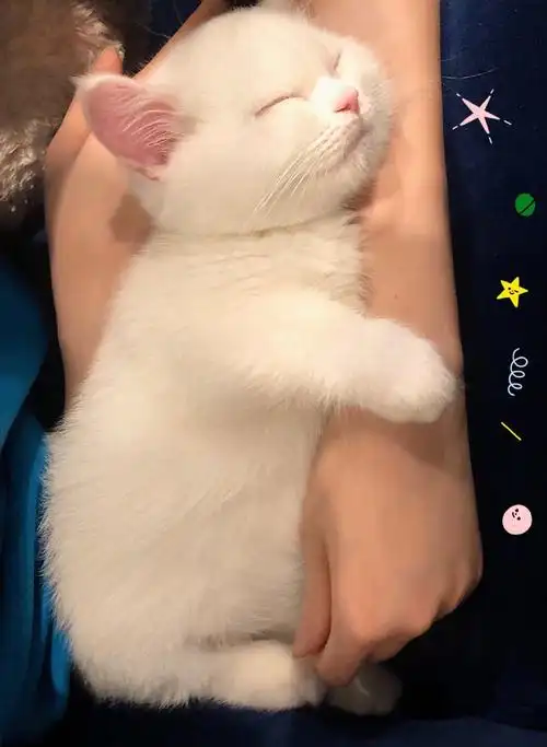 铲屎官拍了张猫咪照片发到网上,没想到火了,网友:心给它偷走了