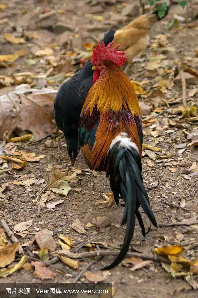 本地种的泰国矮脚鸡.