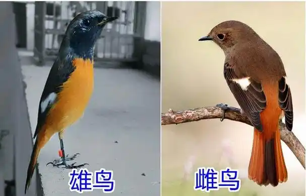 珍珠鸟怎么分公母,白珍珠鸟怎么分公母(这5种鸟看外观就知道)