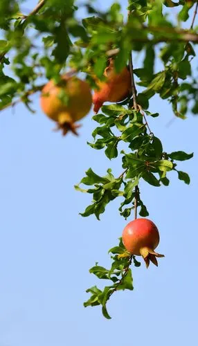 【图片3】翠园石榴红--蜂鸟论坛照片套图