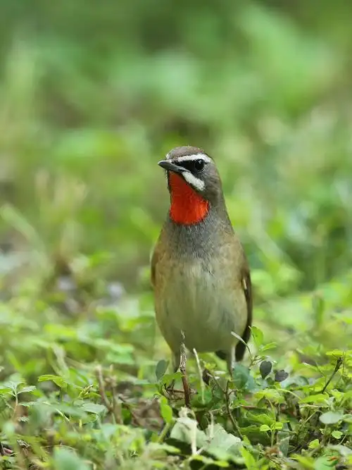 红靛颏--农展 - 林鸟版 鸟网