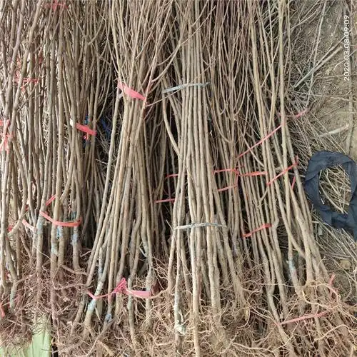 早熟杏树苗新品种 山东杏树苗批发商 田骏园艺质量可靠诚信高