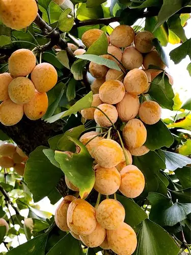 我还认识了银杏树的果子和柿子树的果子