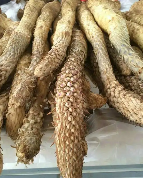 肉苁蓉野生精选特级泡酒料500g泡茶男性滋补药材配锁阳效果会更佳