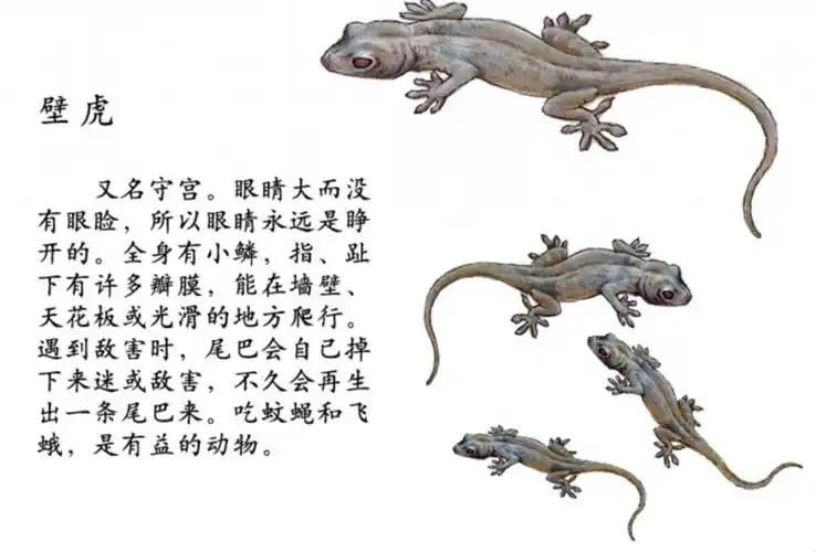 壁虎又名守宫,檐龙,四脚蛇等等,从古至今,人们给它起了不少外号,这些
