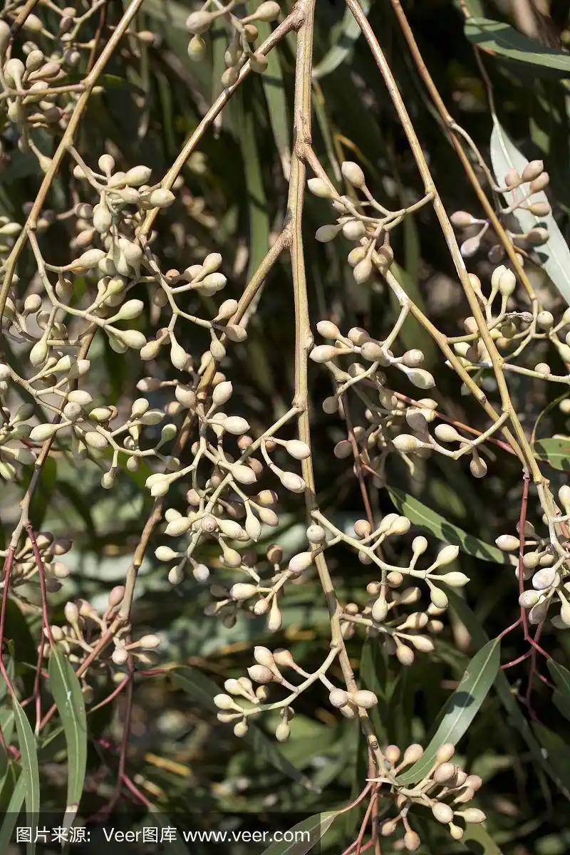 柠檬桉树的果实