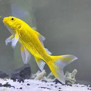 黄金蝴蝶鲤 龙蝶鲤冷水龙凤锦鲤观赏鱼中小型金鱼苗