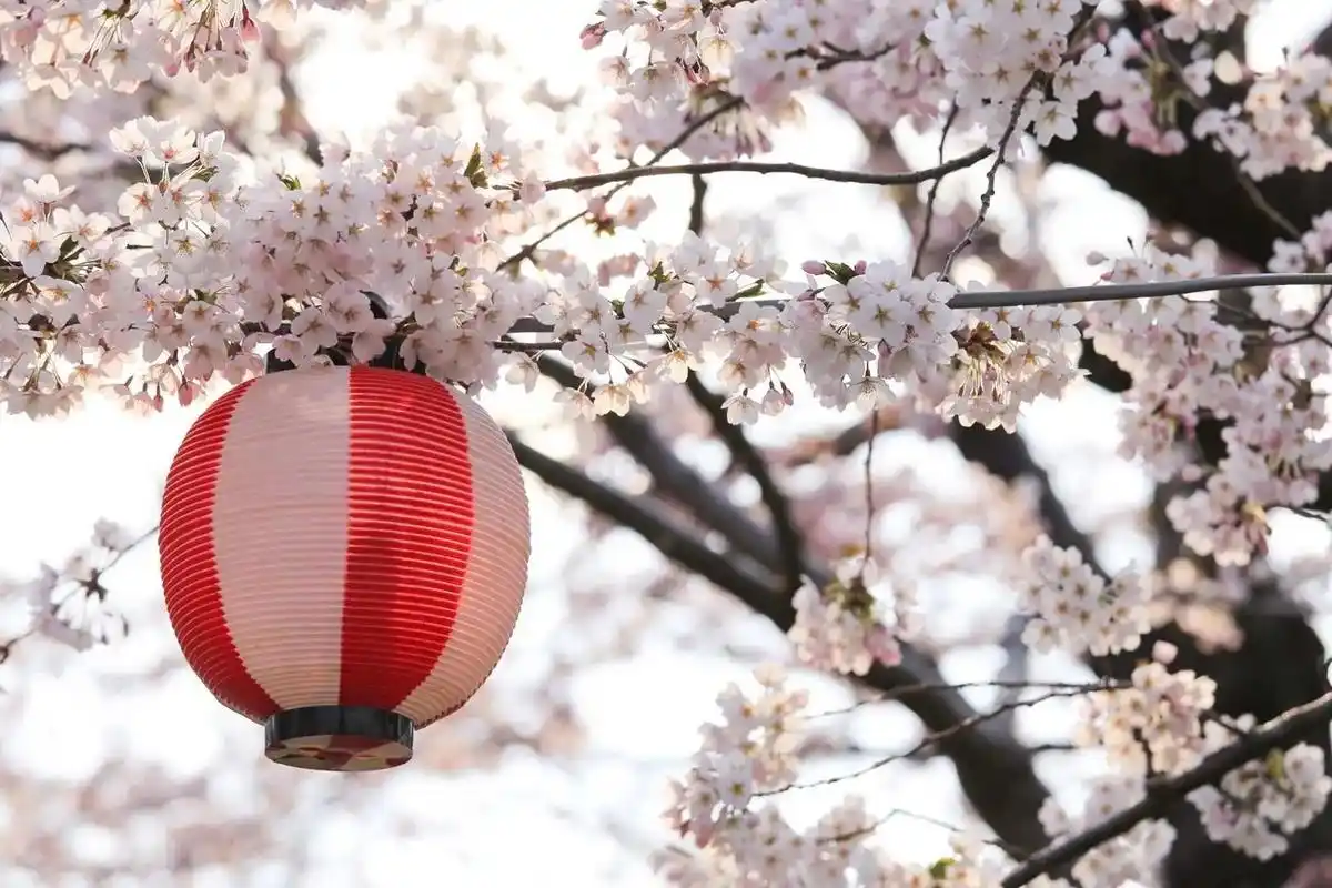 四月末五月初是北海道樱花94盛开的时候,推荐经典路线:函馆 - 抖音