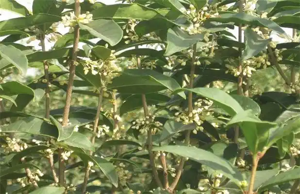 桂枝的种植技术 - 农村致富网