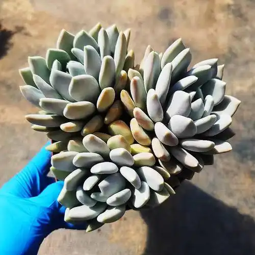 胖美人多肉植物出状态胖美人多肉植物图片