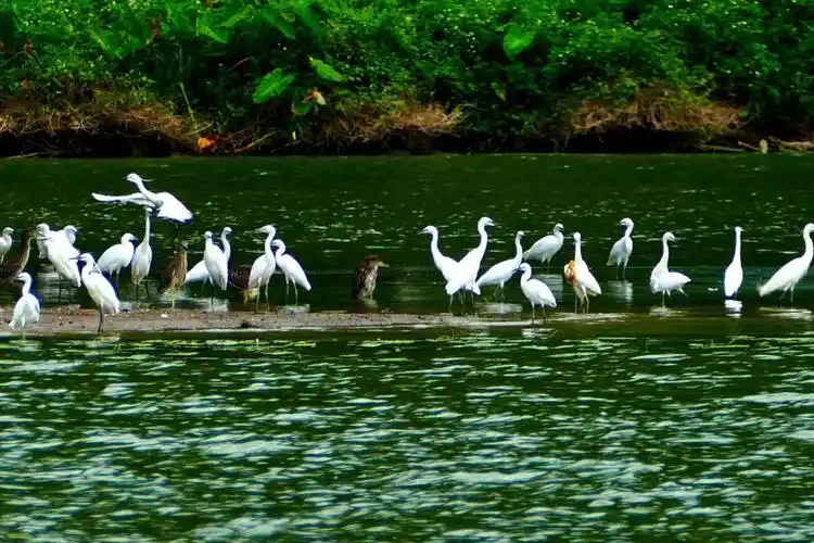 漠漠水田飞白鹭