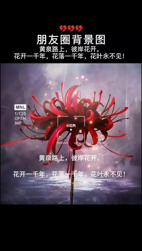 花开一千年花落一千年花叶永不相见