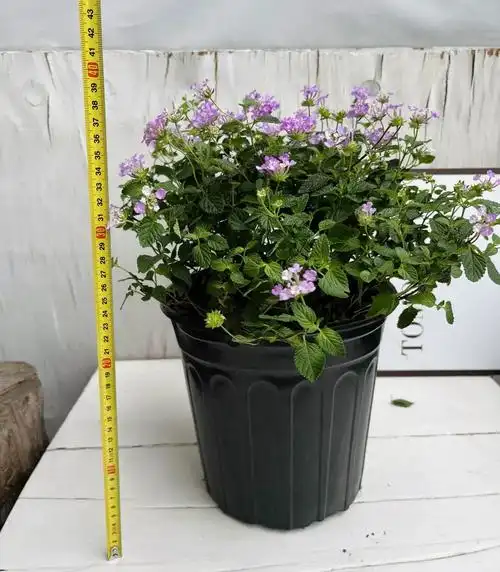 紫色马缨丹四季开花耐热耐寒多年生木本阳台庭院花卉