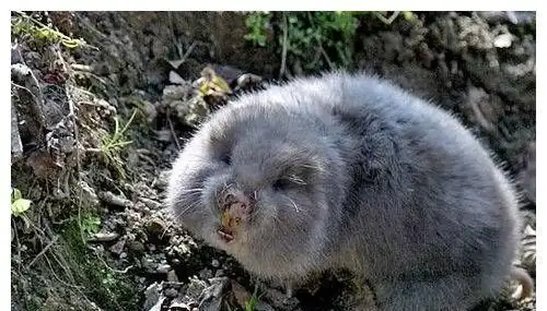 胖乎乎的外形似竹鼠,俗称地羊,由于能够代替虎骨,身价倍增__财经头条