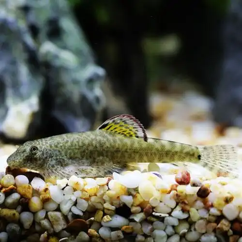 【京东推荐】冷水清道夫琵琶鳅鱼缸清洁工具鱼除藻双吸盘贵爬吸鳅爬岩