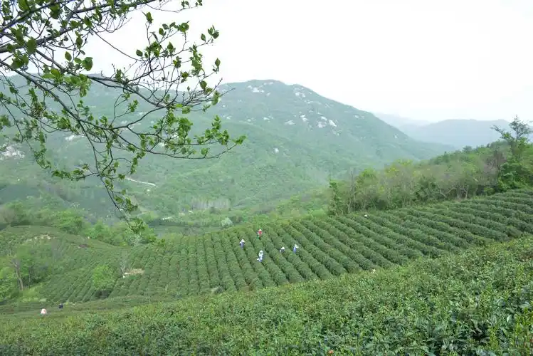 信阳毛尖│清明茶园风光以飨茶友