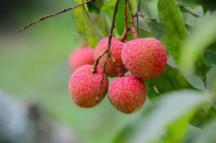 荔枝虽好吃_高清图集_新浪网