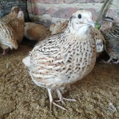 沙维麦脱鹌鹑种蛋 大鹌鹑种蛋可孵化受精蛋 肉鹌鹑种蛋 15粒包邮