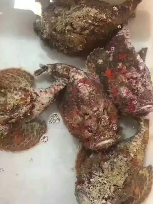 野生虎鱼石头鱼东山岛海鲜