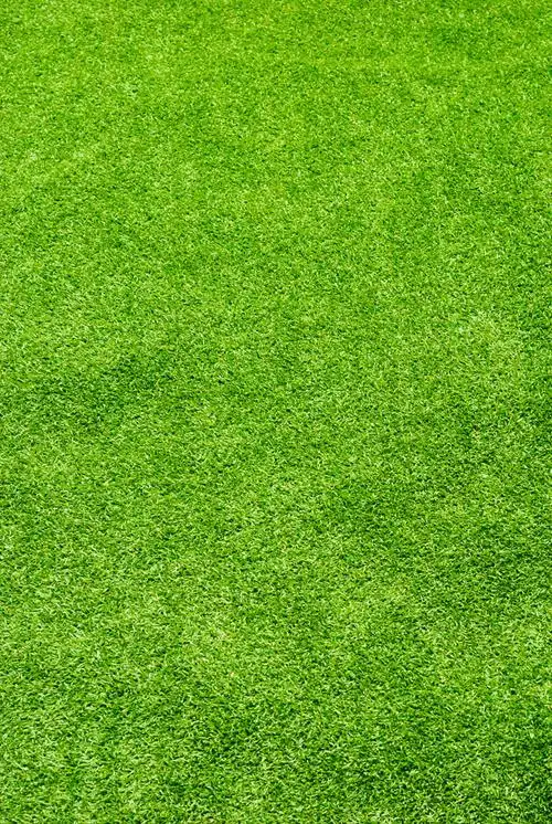 草地,青草,草坪,小草,草皮,绿草,绿草地,grass,高清图片,图片素材