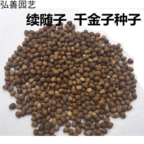 元冬续随子种子 千金子种子菩萨豆 拒冬籽 联步种子 一斤