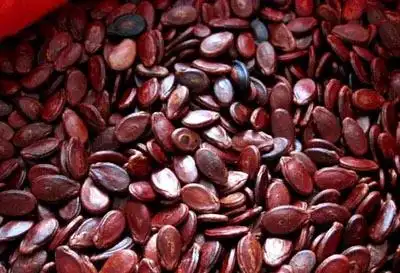 红瓜子是什么瓜的子 红瓜子的功效与作用