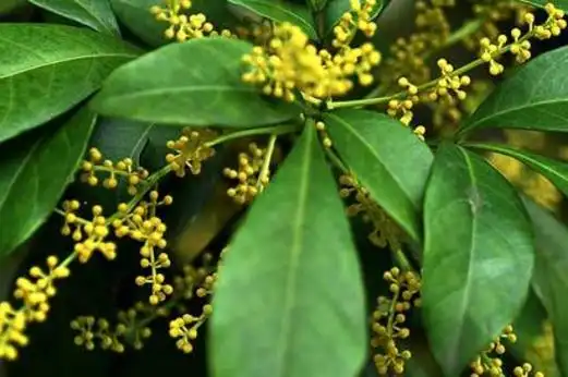 松萝凤梨的栽培方法