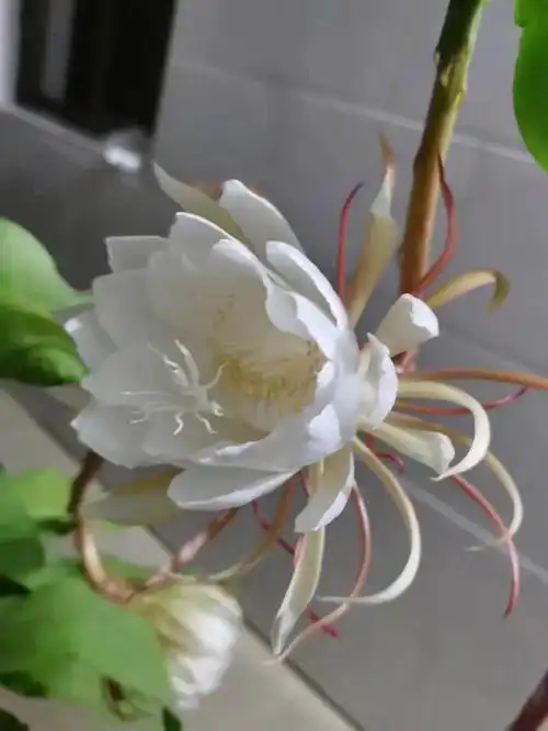 昙花一现