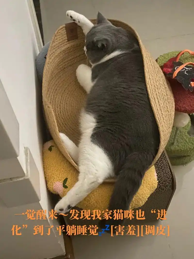 一觉醒来发现我家猫咪也进化到了平躺睡觉害羞调皮