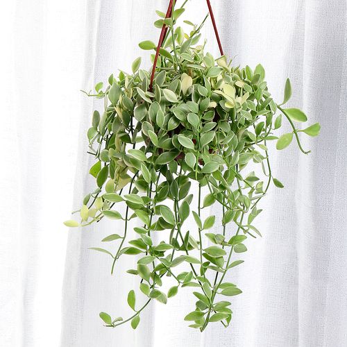 金边翡翠多肉植物爱之蔓佛珠吊兰盆栽室内新款多肉植物