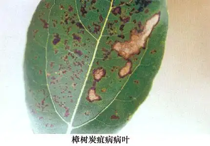 香樟炭疽病