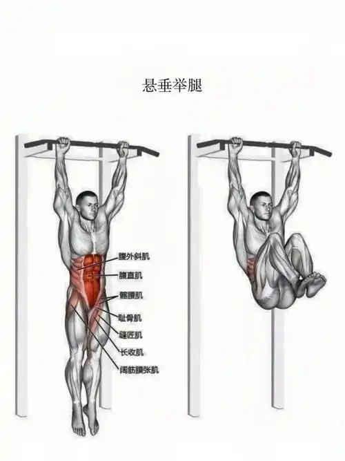 今日动作分享:悬垂举腿训练肌肉部位:腹肌019969♂15动作要领
