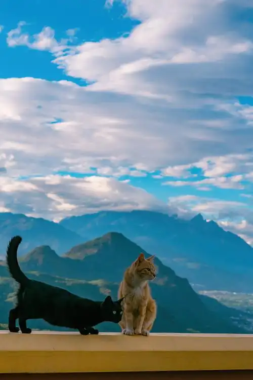 可以给我看看你们的猫咪壁纸/屏保/桌面吗? - 知乎