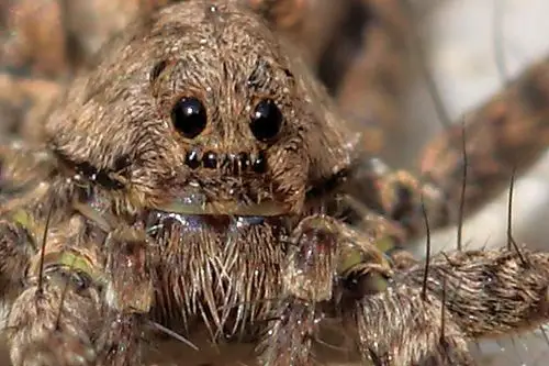 【图片1】恐怖的蜘蛛--蜂鸟论坛照片套图