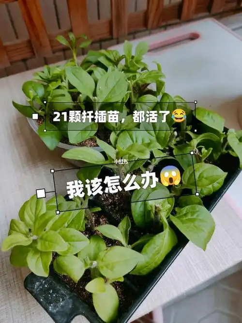 矮牵牛真牛二扦插全部成活了