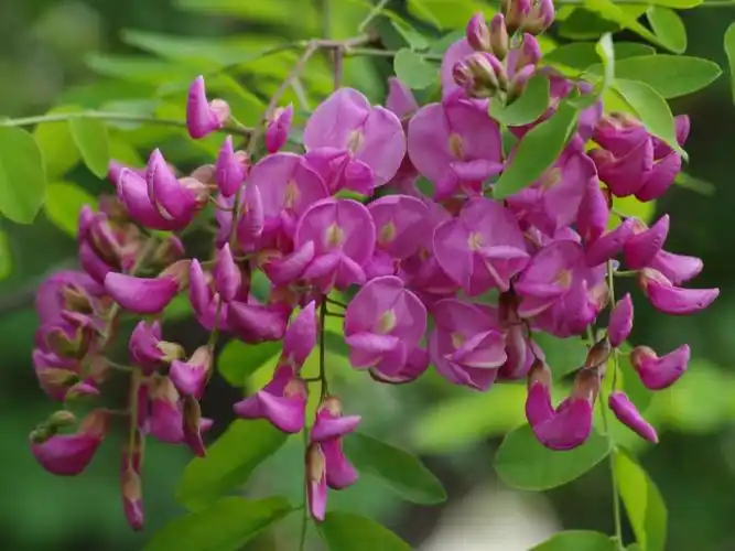 刺槐豆科蔷薇目双子叶植物纲被子植物门