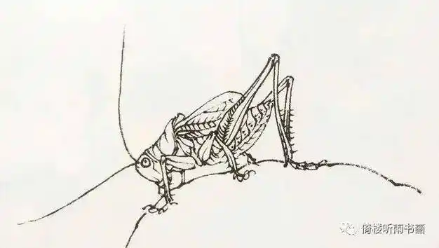 工笔画中的草虫白描,收藏起来!