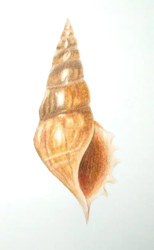 手把手教你怎样把海边的小海螺放到你的怀里来