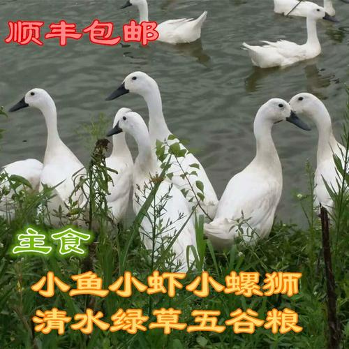 现杀速冻顺丰连城白鹭鸭农家散养河道放养新鲜白鹜鸭足三年老鸭公