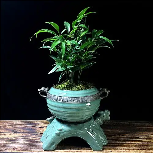 竹柏盆栽树苗老桩办公室桌面绿植甲醛净化空气驱蚊绿植