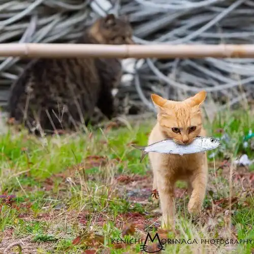 吃鱼的猫
