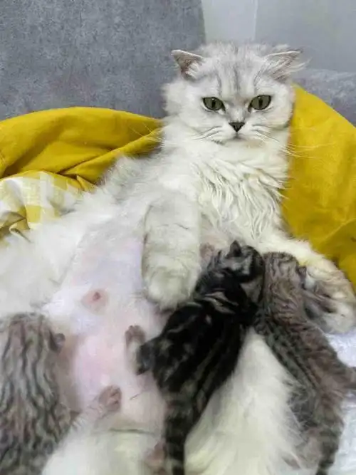 自家金吉拉和美短养的小猫咪出售