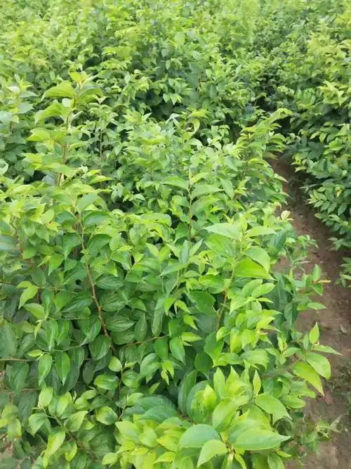 朴树小苗 一年生朴树小苗价格多少钱一棵